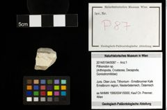 Foto (Objekt + Etiketten) von Pithonoton sp. 